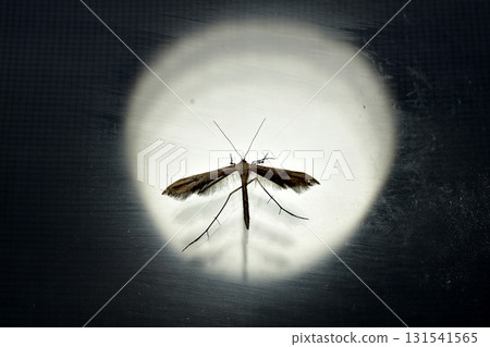 A butterfly called the Stenoptilia or the Thumbwing A butterfly called the Stenoptilia or the Thumbwing 131541565