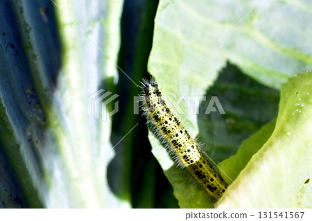 Cabbage butterfly caterpillar, close-up. 131541567