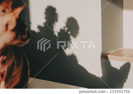 Minimalist photo of a sphynx cat in warm sunlight with dramatic shadows on the wall. Modern aesthetic, cozy atmosphere, natural light, pet portrait Minimalist photo of a sphynx cat in warm sunlight with dramatic shadows on the wall. Modern aesthetic, cozy atmosphere, natural light, pet portrait 131541750