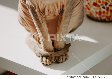 Sphynx cat relaxing on a white table. A close-up shot of a hairless Sphinx, its front legs and tail curled, sitting elegantlyHairless animal Sphynx cat relaxing on a white table. A close-up shot of a hairless Sphinx, its front legs and tail curled, sitting elegantlyHairless animal 131541758