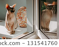 Modern photo of a sphynx cat sitting near a window with reflection in glass. Stylish interior natural light cozy home atmosphere, minimalist aesthetic 131541760