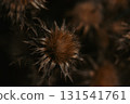 Dried thistle flowers in autumn, showcasing their intricate details and textures against a blurred background, evoking a sense of autumn. Moody natural backdrop. Dry wildflowers wallpaper. 131541761
