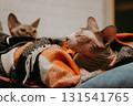 Two sphynx cats relaxing under a cozy blanket. A serene image of two sphynx cats nestled under a colorful blanket, one with eyes closed, offering a peaceful, intimate moment. Exotic feline breed. 131541765