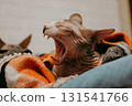 Funny sphynx cat yawning while lying on cozy blanket. Emotional pet portrait with natural light, warm home atmosphere and authentic lifestyle concept. Perfect for humor, comfort and relaxation themes. 131541766