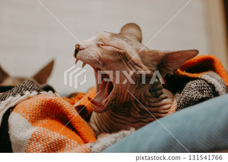 Funny sphynx cat yawning while lying on cozy blanket. Emotional pet portrait with natural light, warm home atmosphere and authentic lifestyle concept. Perfect for humor, comfort and relaxation themes. 131541766