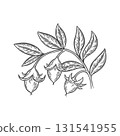 A branch with leaves and jojoba seeds 131541955