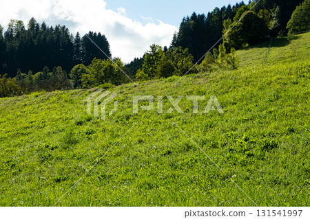 A valley in the Alps, a perfect lawn flooded with light and a coniferous forest 131541997