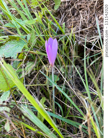 Beautiful Colchicum Speciosum Flower in Closeup 131542020
