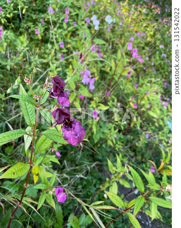 Impatiens Flower Growing in the Wilderness of the Alps Impatiens Flower Growing in the Wilderness of the Alps 131542022