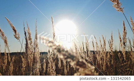 Natural background landscape of plants under sunset. Slow motion, natural color, meadow, grass field, with a beautiful sunset in golden light 131542065