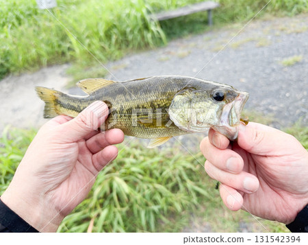 小黑鱸 小黑鱸 131542394