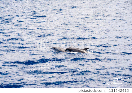 Wild dolphins swimming with their dorsal fins and heads above the water in Fuerteventura, Canary Islands Wild dolphins swimming with their dorsal fins and heads above the water in Fuerteventura, Canary Islands 131542413