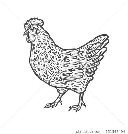 Image of a chicken in engraving style 131542494