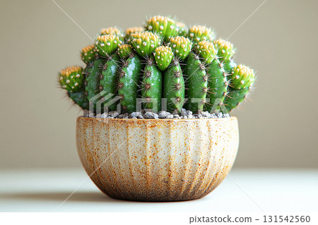 Perfect for a plant shops. Potted cactus with spines on a white background. Minimalist aesthetic. 131542560