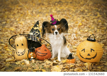 Tricolor papillon in a witch hat, against the background of golden leaves, with Halloween pumpkins and a candle. Halloween photo shoot 131542660