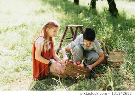 Children picking ripe apples from a tree in sunny orchard, holding a basket during harvest season, symbolizing organic farming, healthy lifestyle, natural food, countryside traditions, 131542692