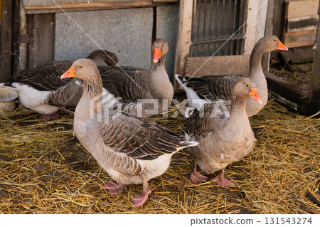 flock of grey greylag geese on organic livestock farming 131543274