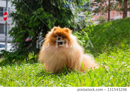 Fluffy Pomeranian spitz dog sitting on green grass in a sunny urban park on a warm afternoon Fluffy Pomeranian spitz dog sitting on green grass in a sunny urban park on a warm afternoon 131543296