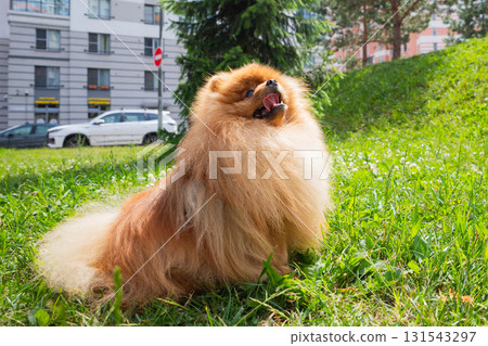 Pomeranian spitz dog enjoying a sunny day on the grass in the park, showcasing its vibrant coat and playful demeanor Pomeranian spitz dog enjoying a sunny day on the grass in the park, showcasing its vibrant coat and playful demeanor 131543297