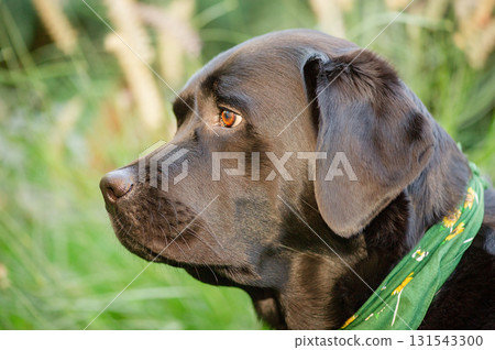 A black Labrador Retriever dog in a green scarf in nature against a background of plants. A black Labrador Retriever dog in a green scarf in nature against a background of plants. 131543300