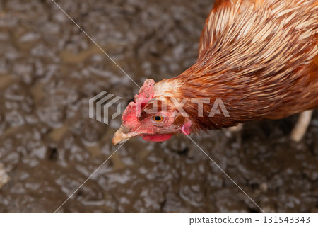 head, beak, eye, portrait of chicken. one free range red domestic chicken hen eat on wet ground on organic farm or countryside yard 131543343