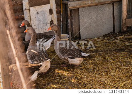free range domestic grey greylag geese walks on organic farm free range domestic grey greylag geese walks on organic farm 131543344