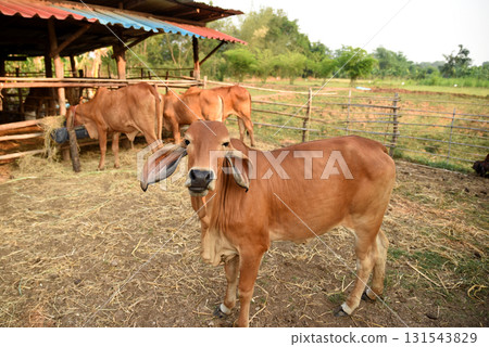 Red-skinned beef cattle are raised organically in cattle pens look at camera Red-skinned beef cattle are raised organically in cattle pens look at camera 131543829
