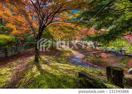 靜岡縣札石公園的秋景 131543866