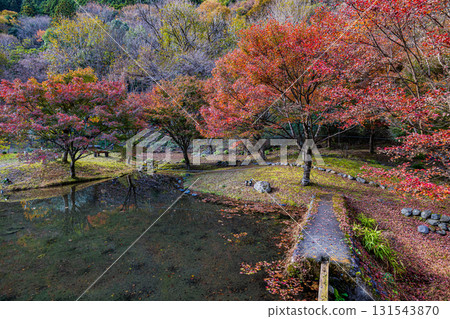 靜岡縣札石公園的秋景 131543870