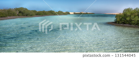 Mangrove forest in Ras Mohammed National Park, Sinai, Egypt 131544045