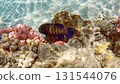 Underwater seascape on the coral reef in Red Sea, Egypt 131544076
