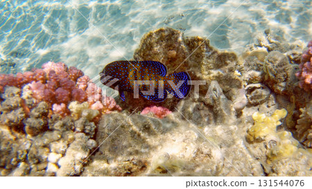 Underwater seascape on the coral reef in Red Sea, Egypt Underwater seascape on the coral reef in Red Sea, Egypt 131544076