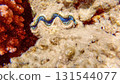 Underwater seascape on the coral reef in Red Sea, Egypt 131544077