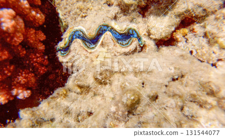 Underwater seascape on the coral reef in Red Sea, Egypt 131544077