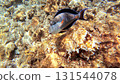 Underwater seascape on the coral reef in Red Sea, Egypt 131544078