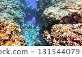 Underwater seascape on the coral reef in Red Sea, Egypt 131544079