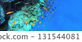 Underwater seascape on the coral reef in Red Sea, Egypt 131544081