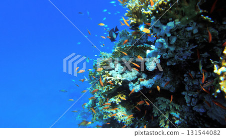 Underwater seascape on the coral reef in Red Sea, Egypt 131544082