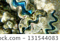 Underwater seascape on the coral reef in Red Sea, Egypt 131544083