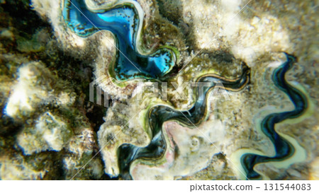 Underwater seascape on the coral reef in Red Sea, Egypt 131544083