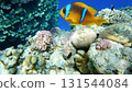 Amphiprion Bicinctus aka Red Sea Clownfish in Sea Anemone, Egypt 131544084