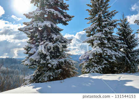 Pine trees covered with fresh fallen snow in winter mountain forest on cold bright day. Pine trees covered with fresh fallen snow in winter mountain forest on cold bright day. 131544153