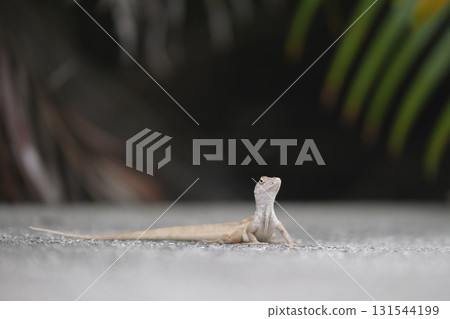 Macro closeup of blown alone lizard warming on summer sun. Anolis sagrei small reptile in native to Florida USA Macro closeup of blown alone lizard warming on summer sun. Anolis sagrei small reptile in native to Florida USA 131544199