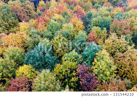 Landscape of woods nature in fall season. Colorful forest with yellow canopies in autumn Landscape of woods nature in fall season. Colorful forest with yellow canopies in autumn 131544210