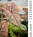 Beautiful caladium Spring Fling pink leave 131544403