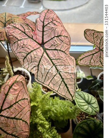 Beautiful caladium Spring Fling pink leave 131544403
