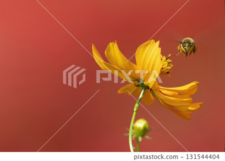 黃色波斯菊和蜜蜂，背景為模糊的紅蜘蛛百合 131544404
