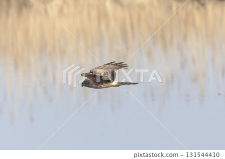 A female northern harrier soaring over the riverbed A female northern harrier soaring over the riverbed 131544410