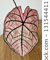 Beautiful caladium Spring Fling pink leave 131544411