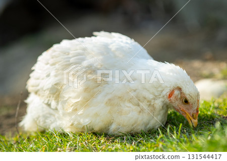 Hen feed on traditional rural barnyard. Close up of white chicken sitting on barn yard with green grass. Free range poultry farming concept. Hen feed on traditional rural barnyard. Close up of white chicken sitting on barn yard with green grass. Free range poultry farming concept. 131544417